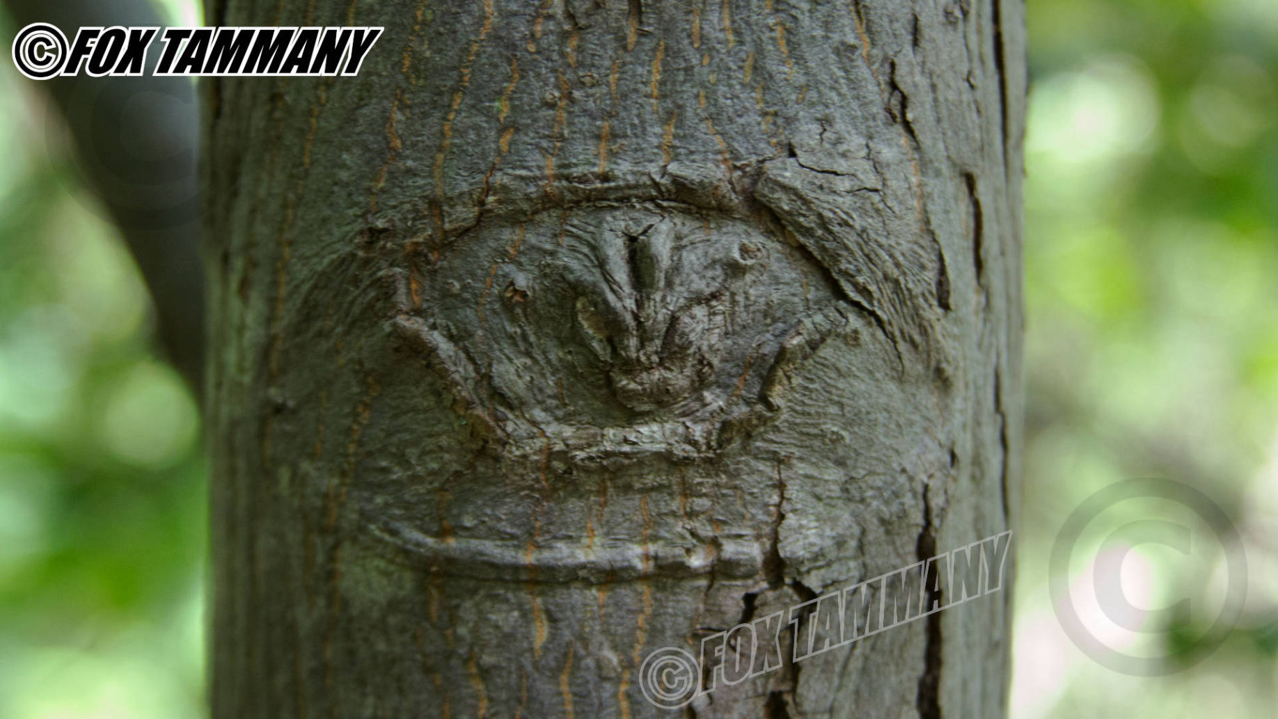 Chapter 04: Symbolic Tree Growth Carvings